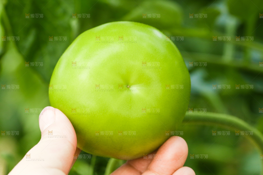 手里拿着青西红柿