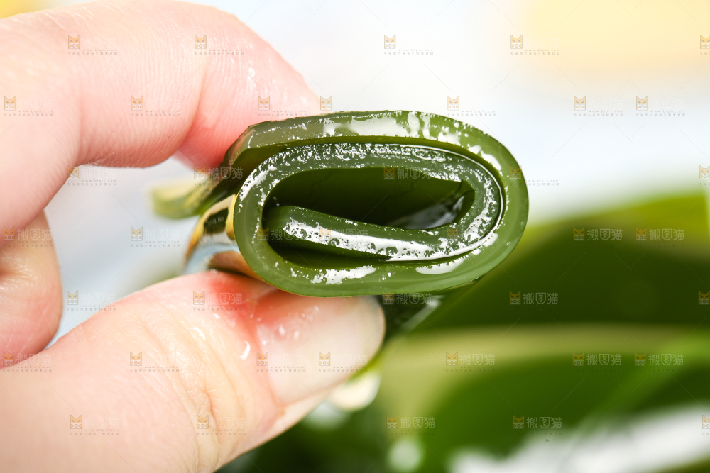 手里拿着海带扣