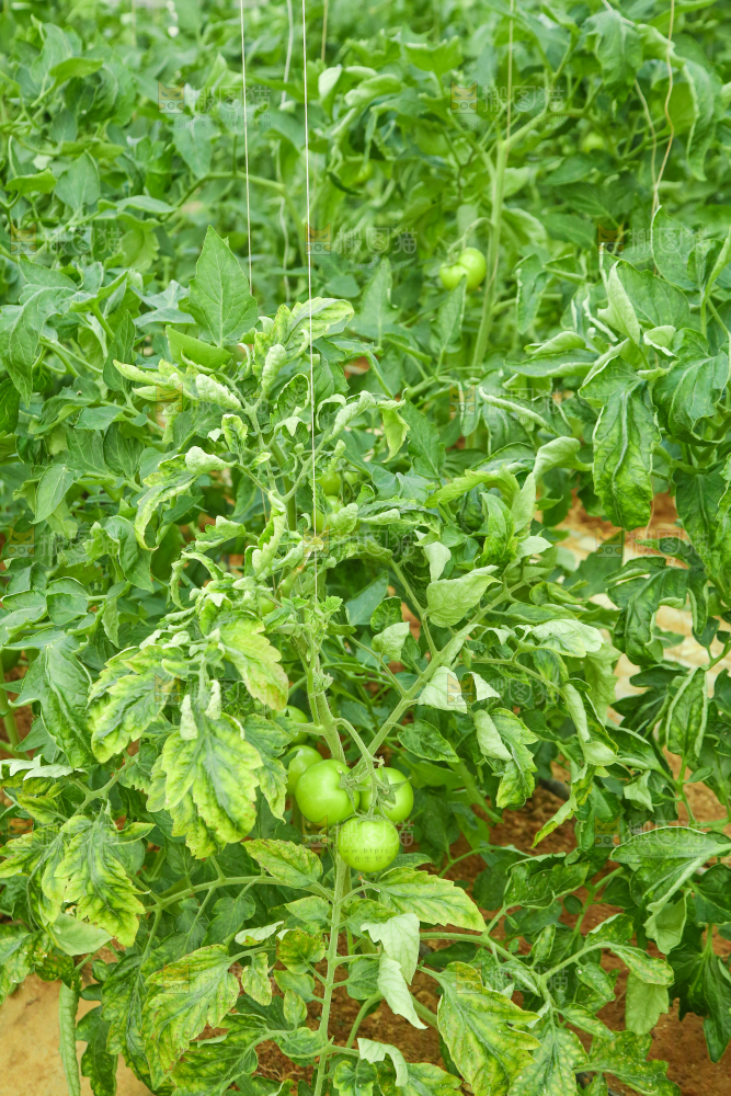 大棚西红柿种植
