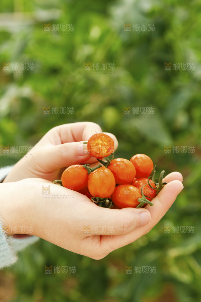 手里捧着黄金小番茄