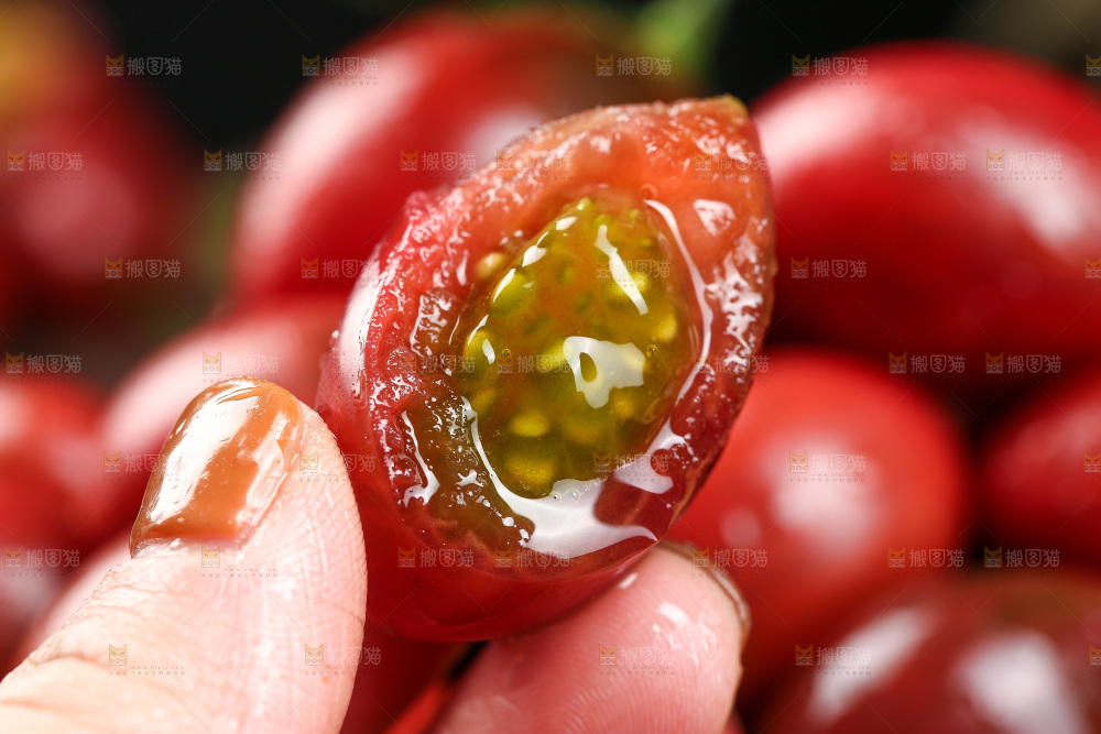 手里拿着新鲜小番茄