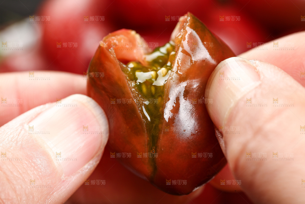 手里拿着新鲜小番茄