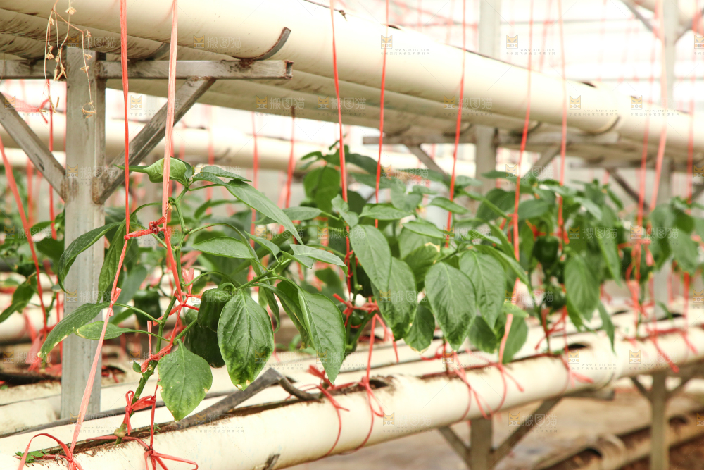 大棚辣椒种植
