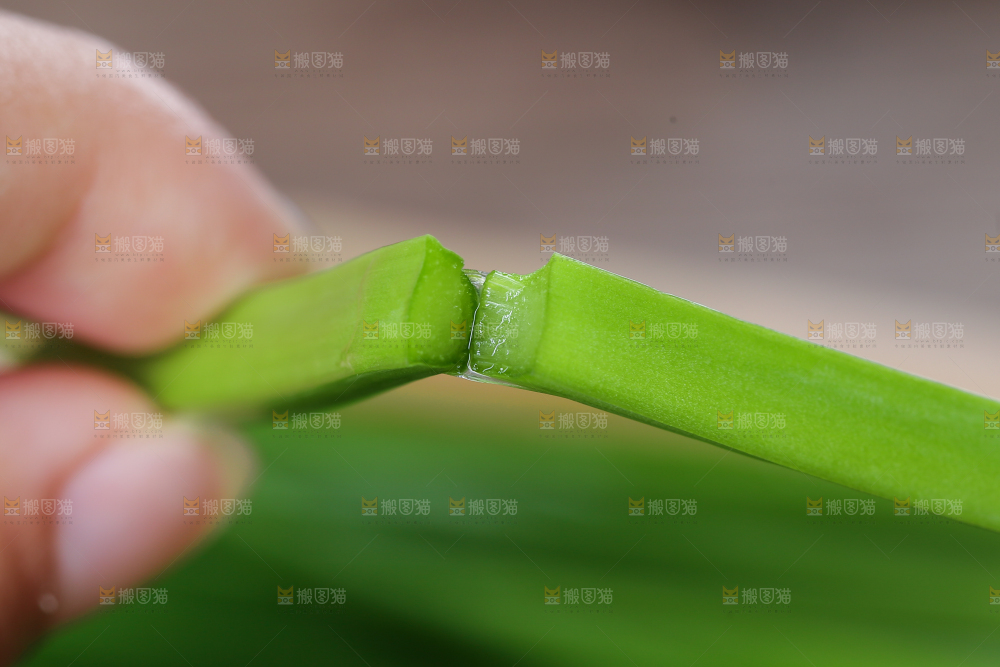 手上掰开韭菜苔