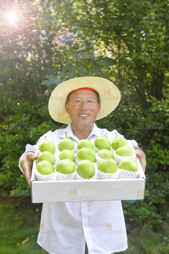 农民手端着一盒早酥梨