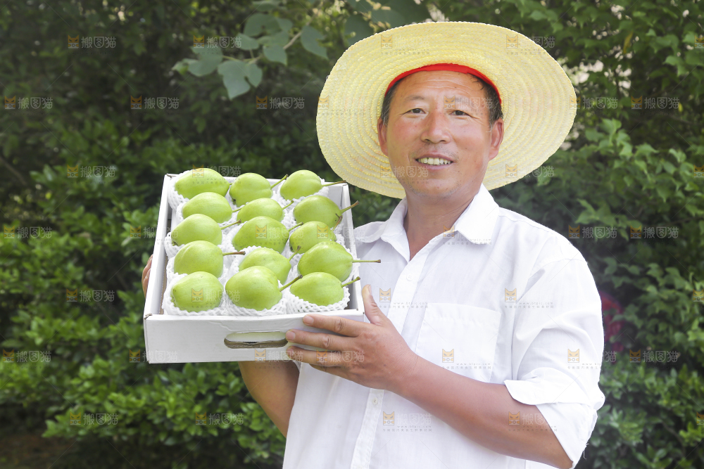 农民手端着一盒早酥梨