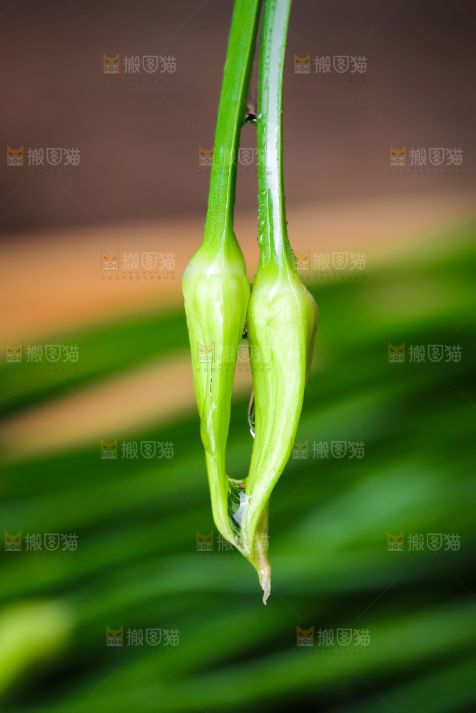 新鲜的韭菜苔