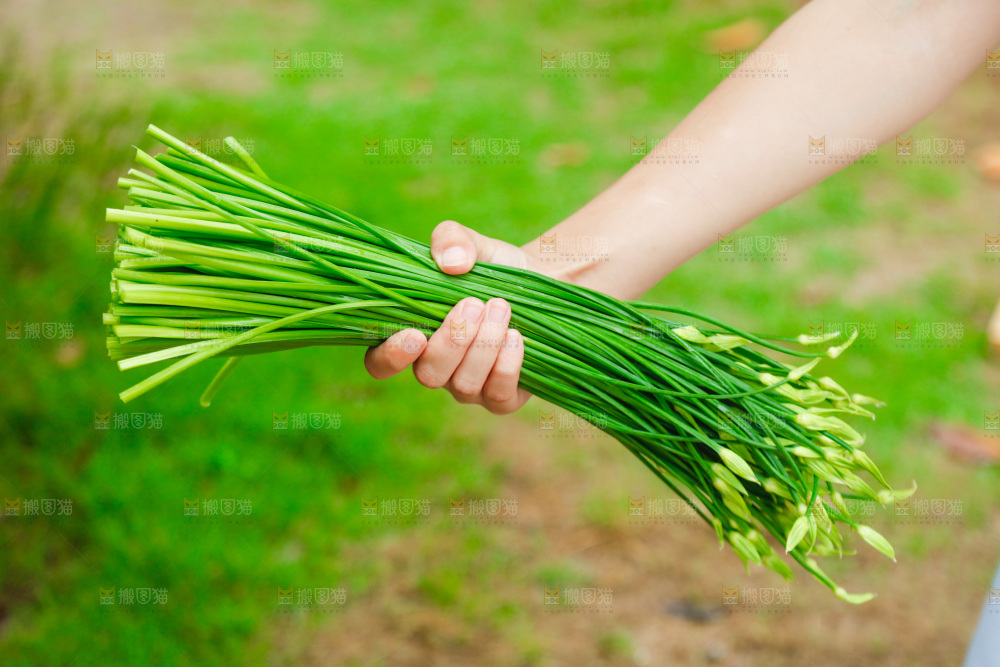 手上拿着韭菜苔
