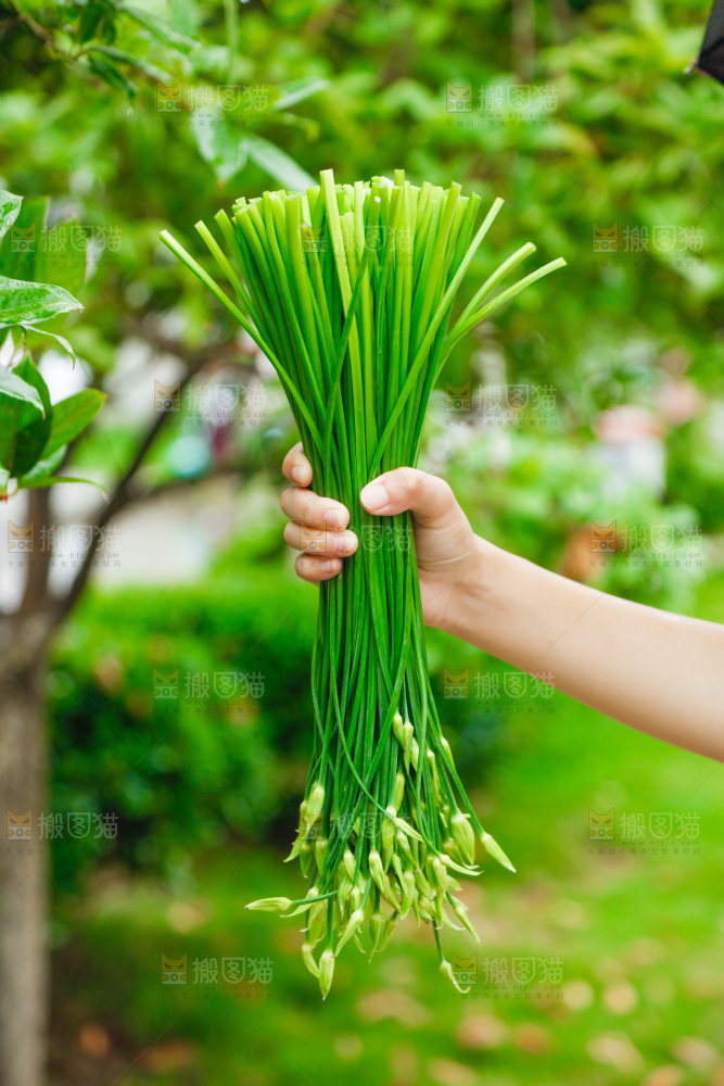手上拿着韭菜苔