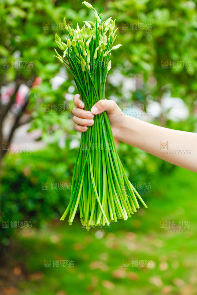 手上拿着韭菜苔