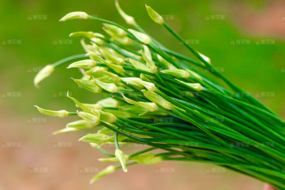 新鲜的韭菜苔