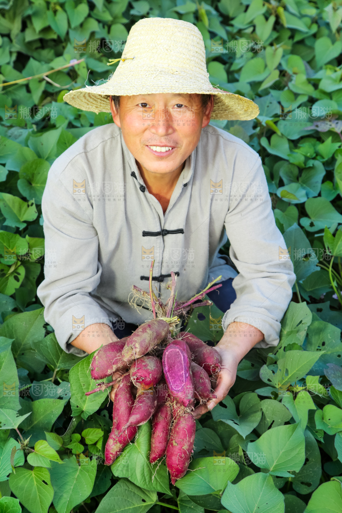 农民手里拿着一串大紫薯