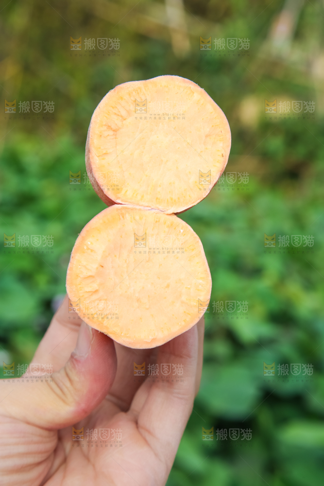 手拿切开的黄心红薯