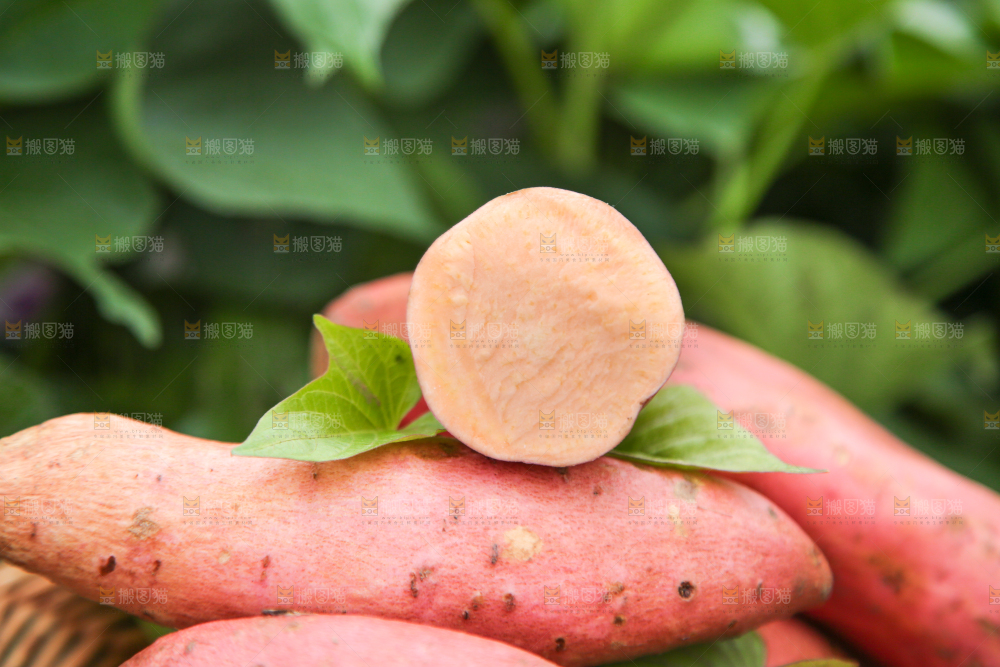堆放着的新鲜红薯