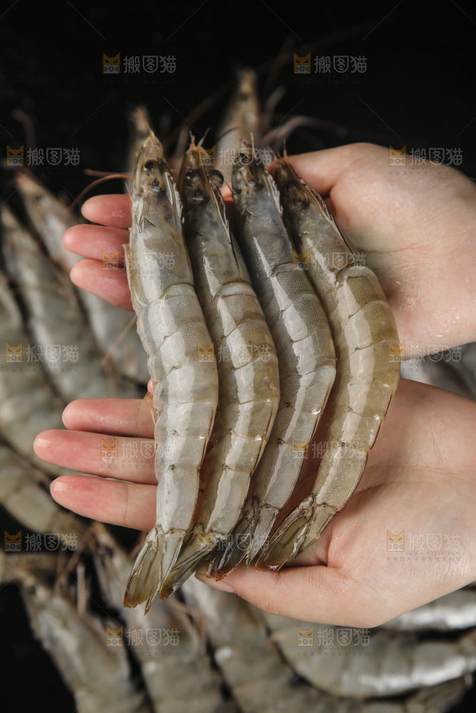 手上拿着南美对虾