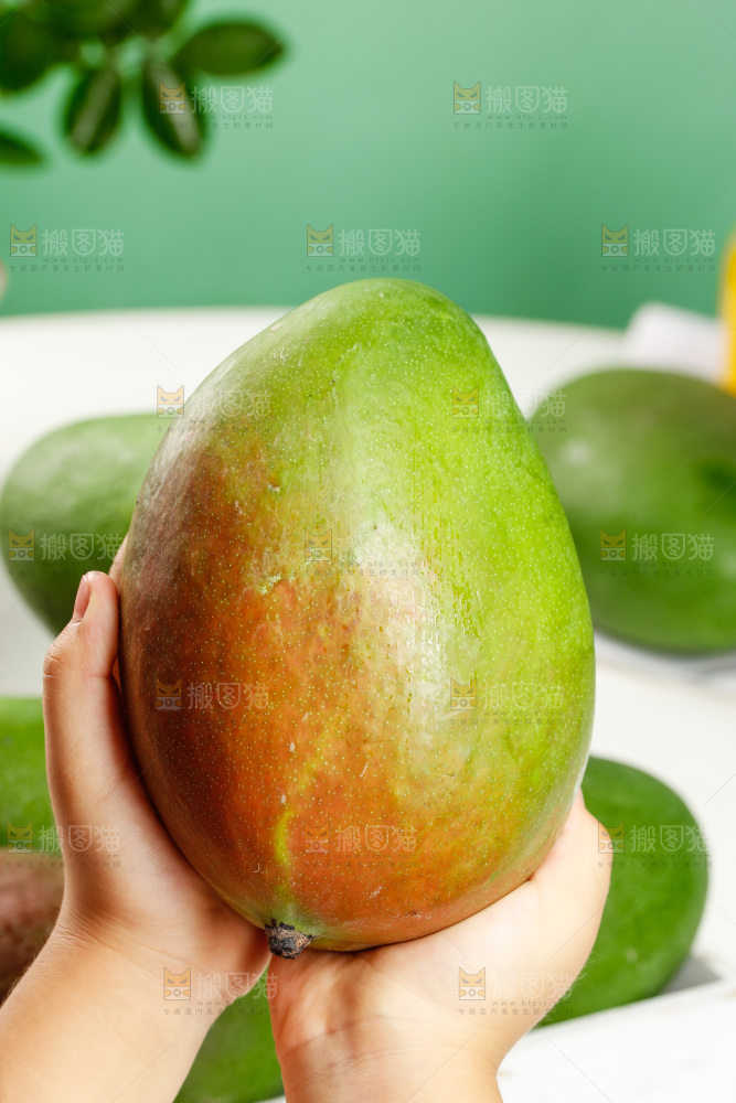 手上拿着凯特芒