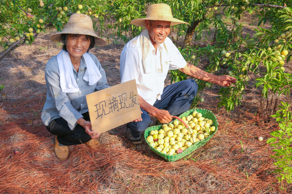农民手拿一篮蜂糖李