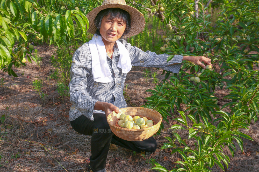 农民正在摘六马蜂糖李