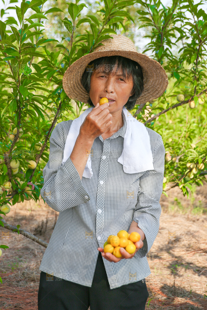 农民正在吃小白杏