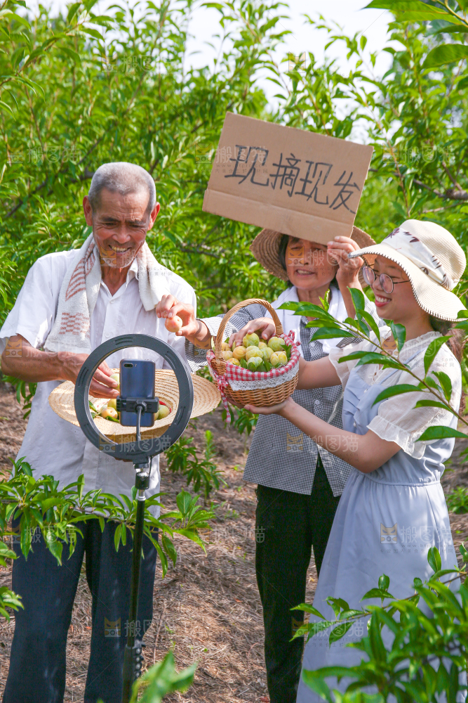 农民手上拿着现摘的蜂糖李