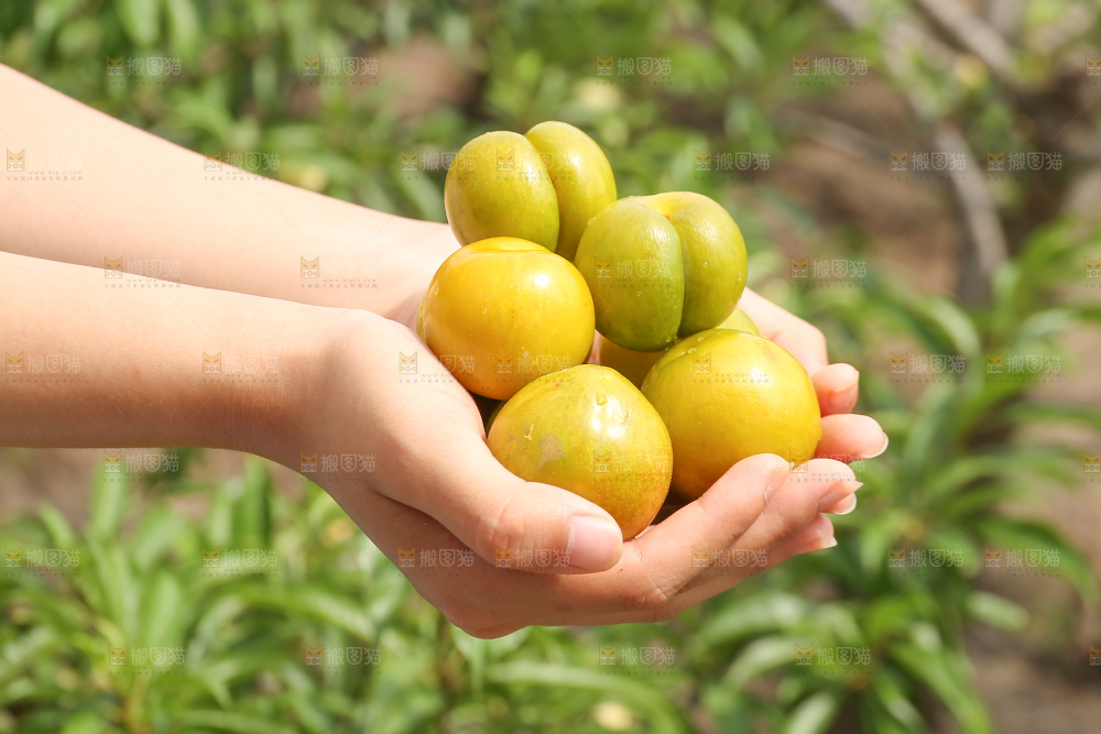 手上捧着新鲜蜂糖李