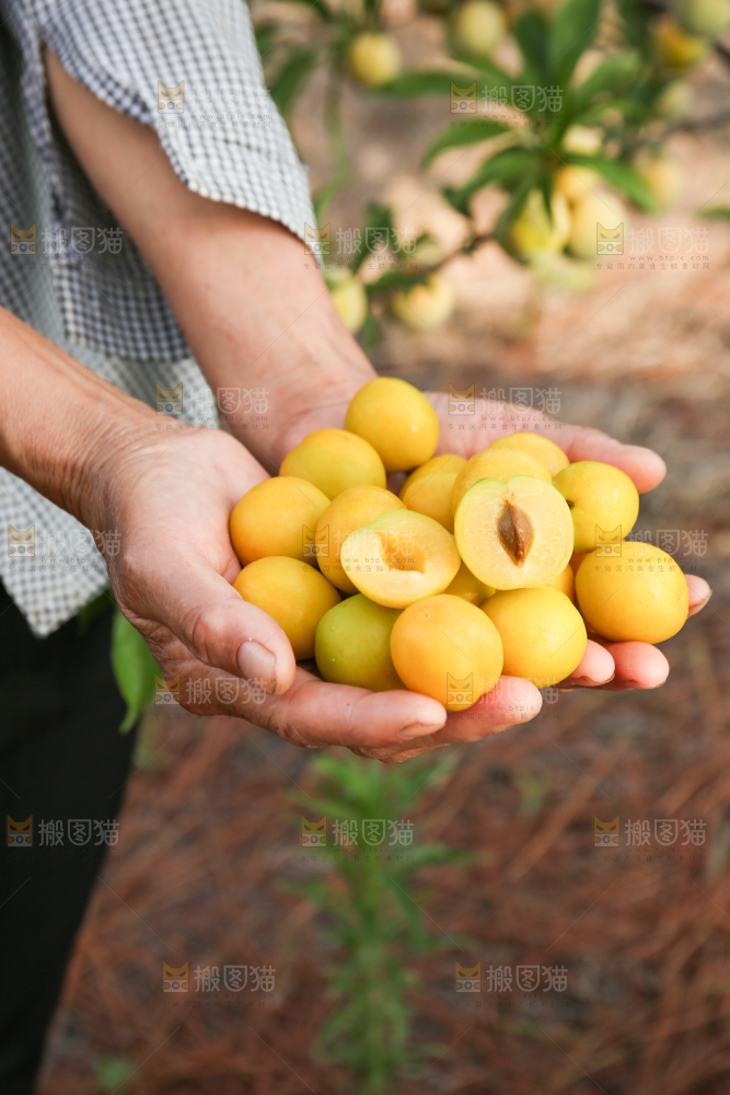 手上捧着小白杏