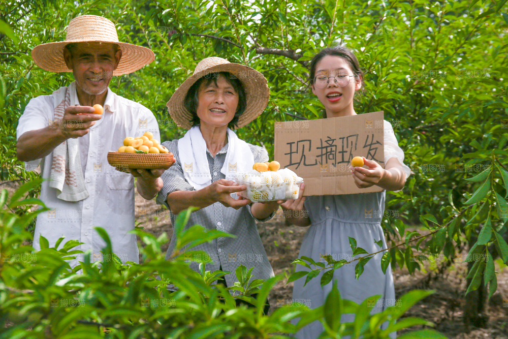 农民手上拿着现摘的蜂糖李