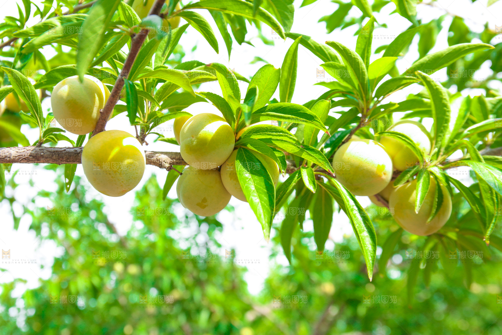树枝上的冰糖李