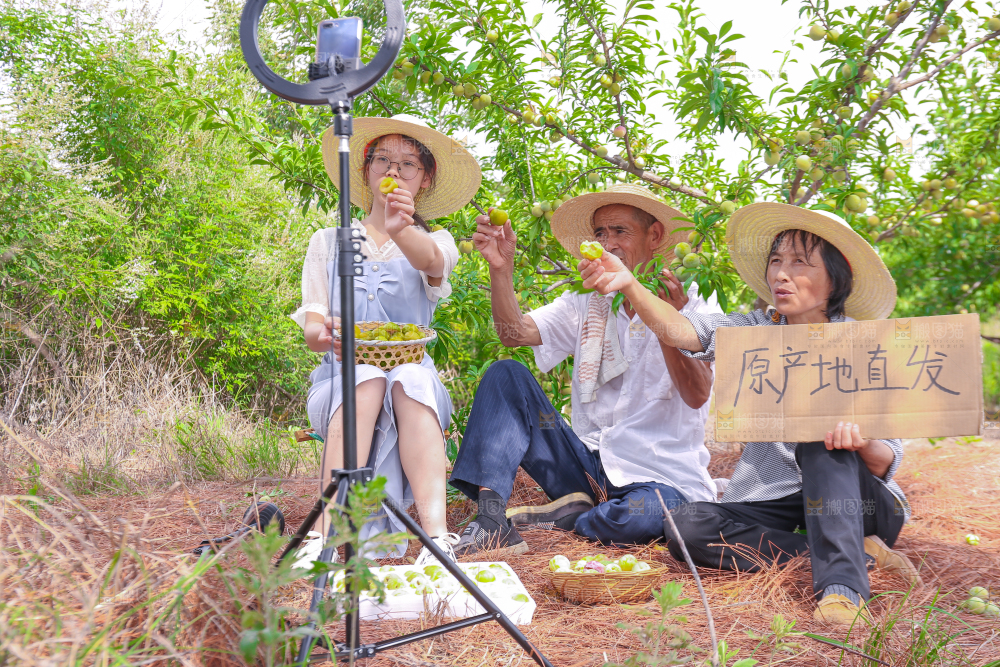 农民正在蜂糖李果园自拍
