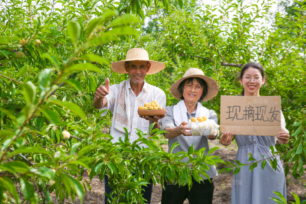 农民手上拿着现摘的蜂糖李