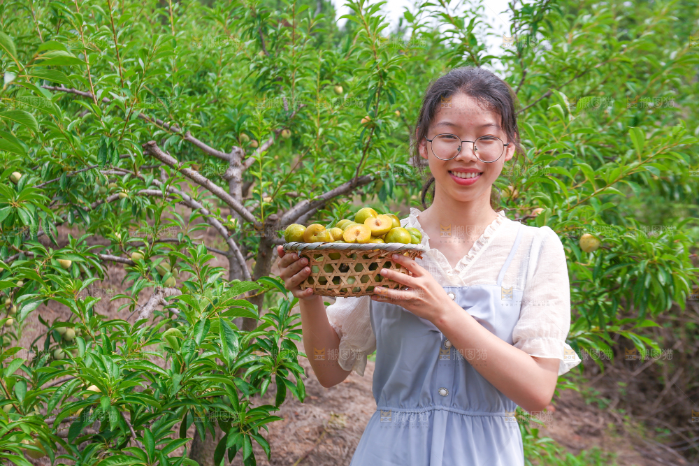 女孩手上拿着一筐冰糖李