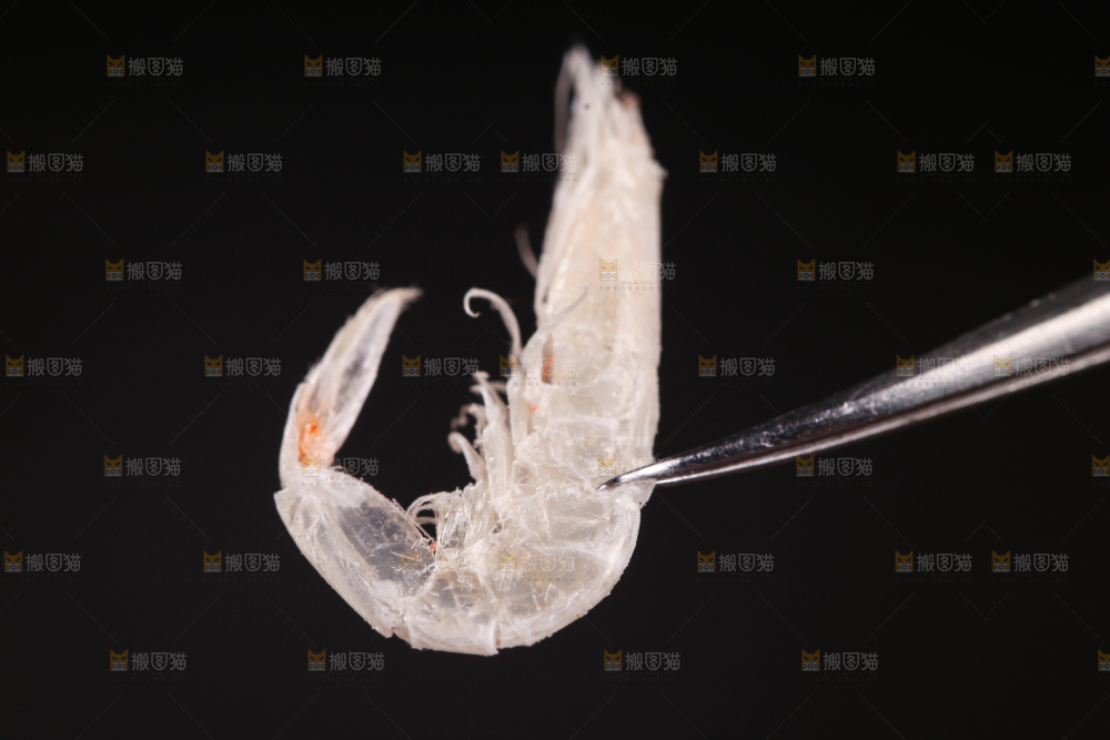 夹子上夹着虾皮
