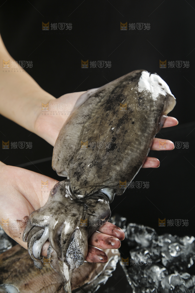 手上捧着大墨鱼