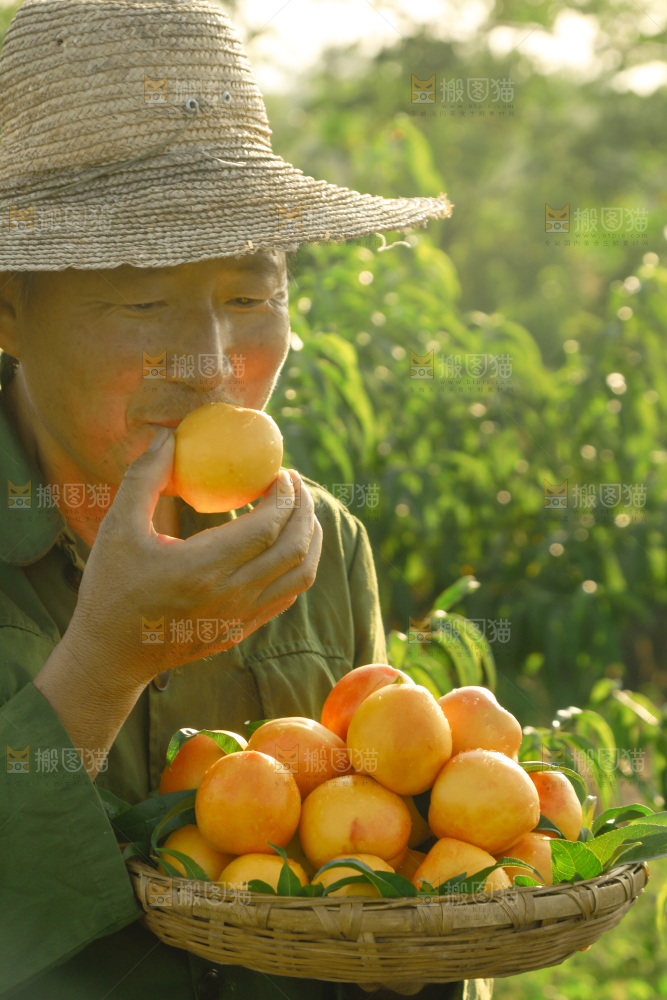 农民手上端着一筐黄油桃
