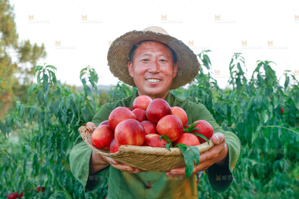 农民手上抱着一筐红油桃