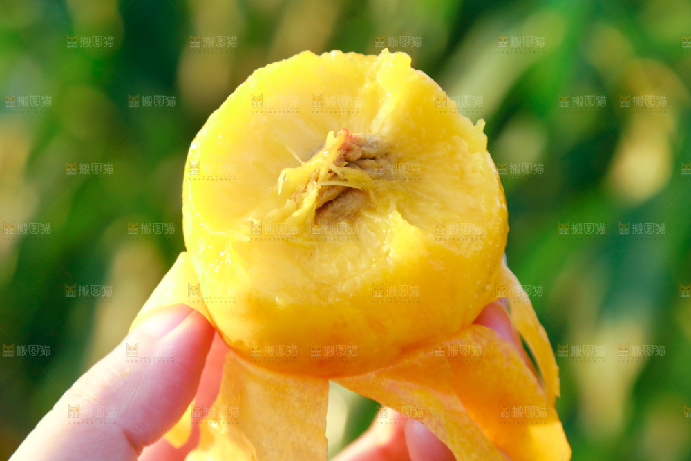 桃