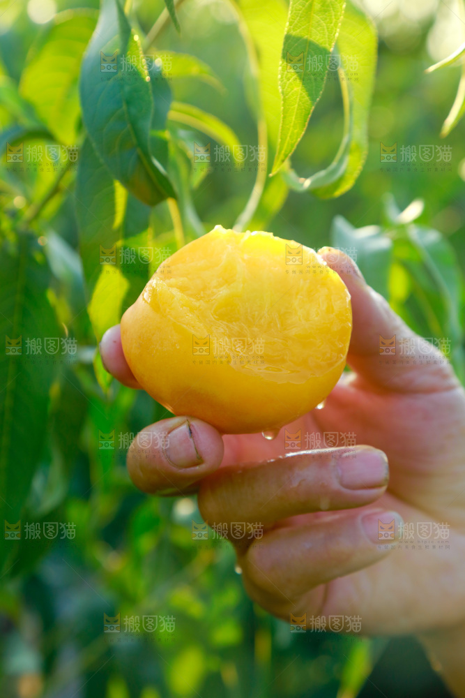 手上拿着黄油桃