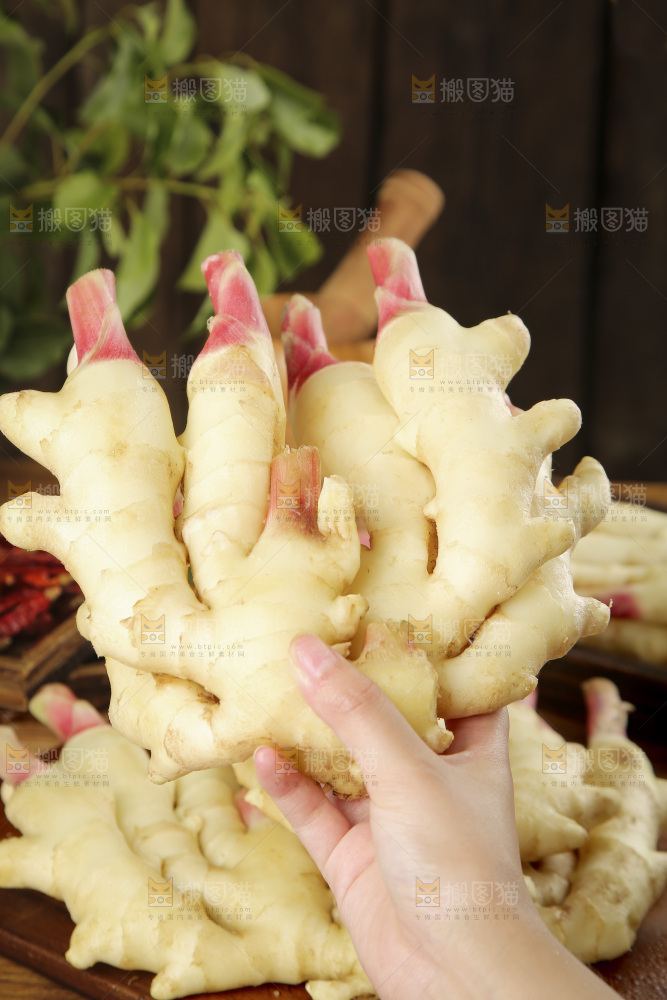手上拿着的红芽姜