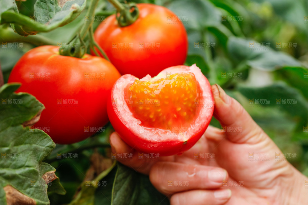手上拿着沙瓤西红柿
