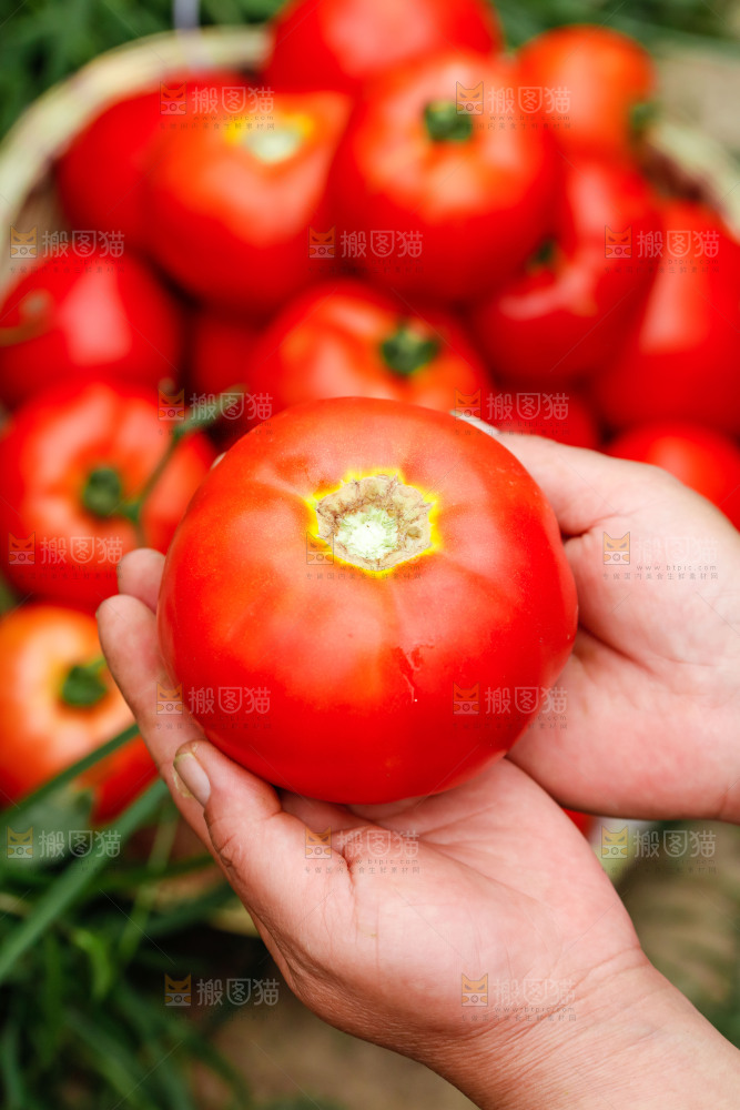 手上拿着西红柿