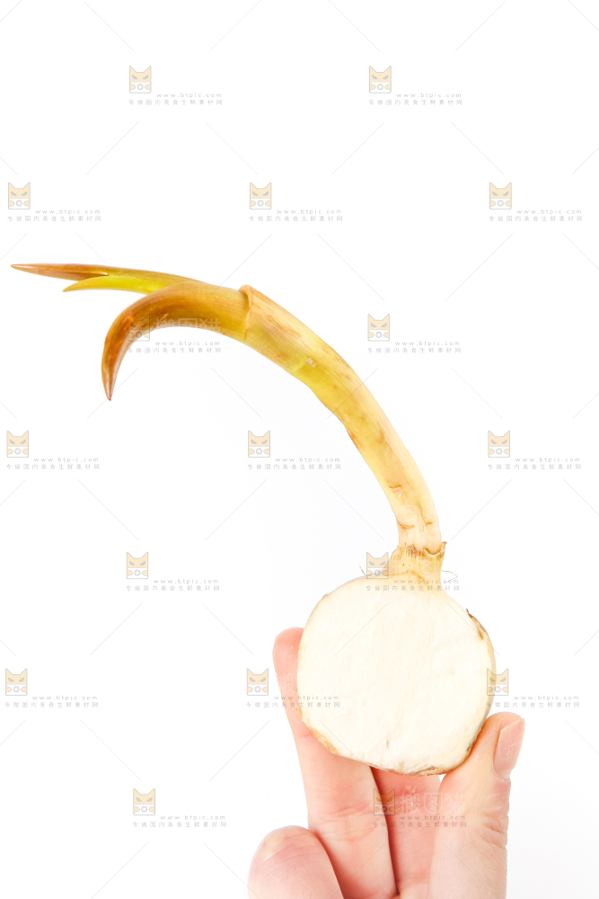 手上拿着新鲜白茨菇