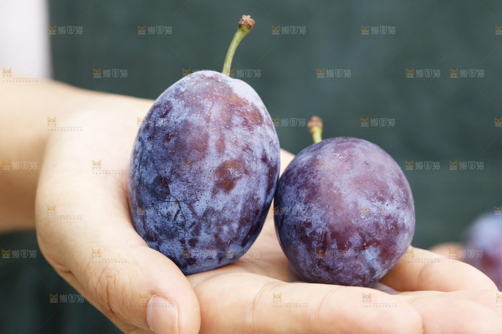 手上放着新疆大西梅