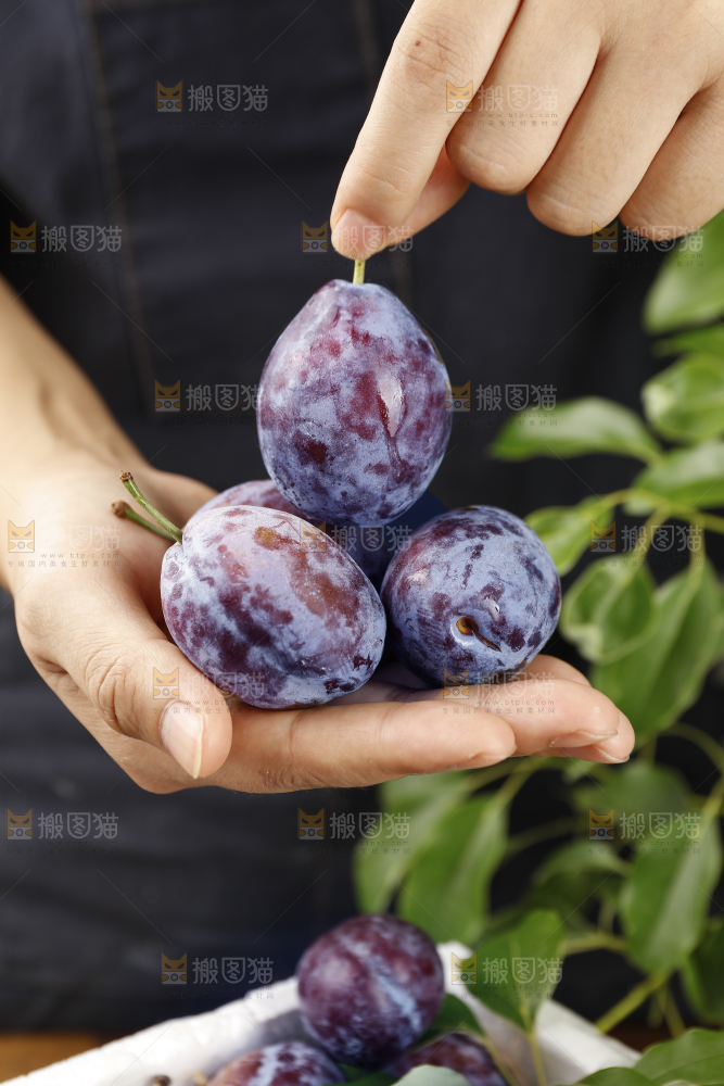 手里拿着新鲜大西梅