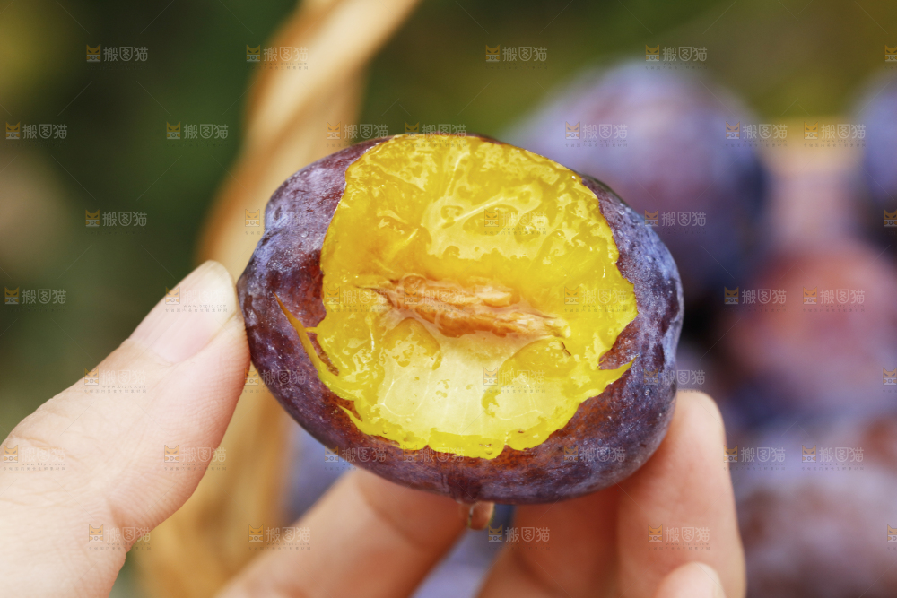 手上拿着新鲜西梅