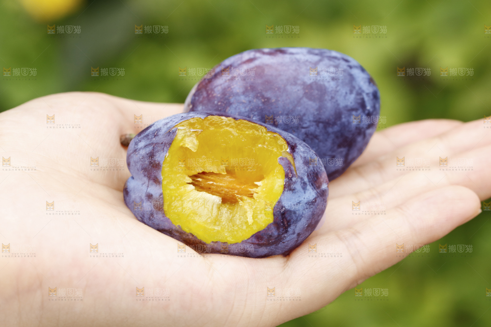 手上放着新疆大西梅