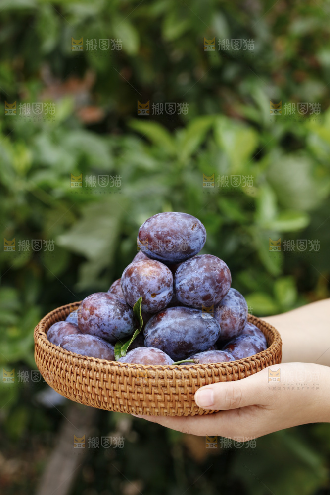 手上拿着一筐新鲜大西梅