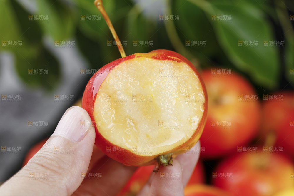 手上拿着东北海棠果