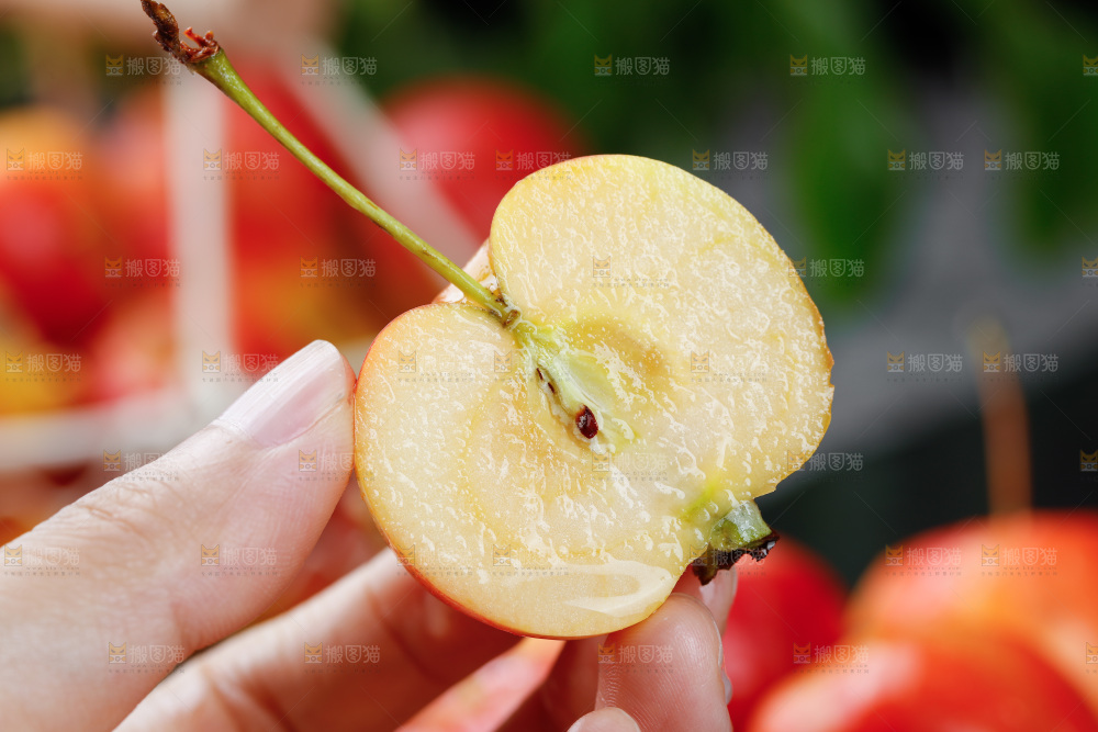 手上拿着东北海棠果
