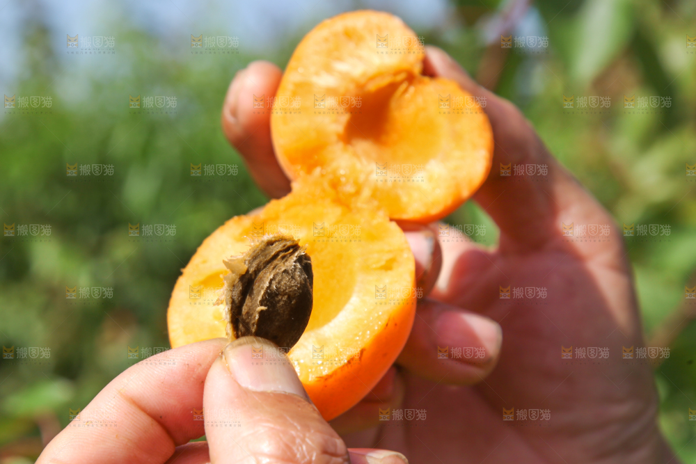 手拿着掰开的黄杏