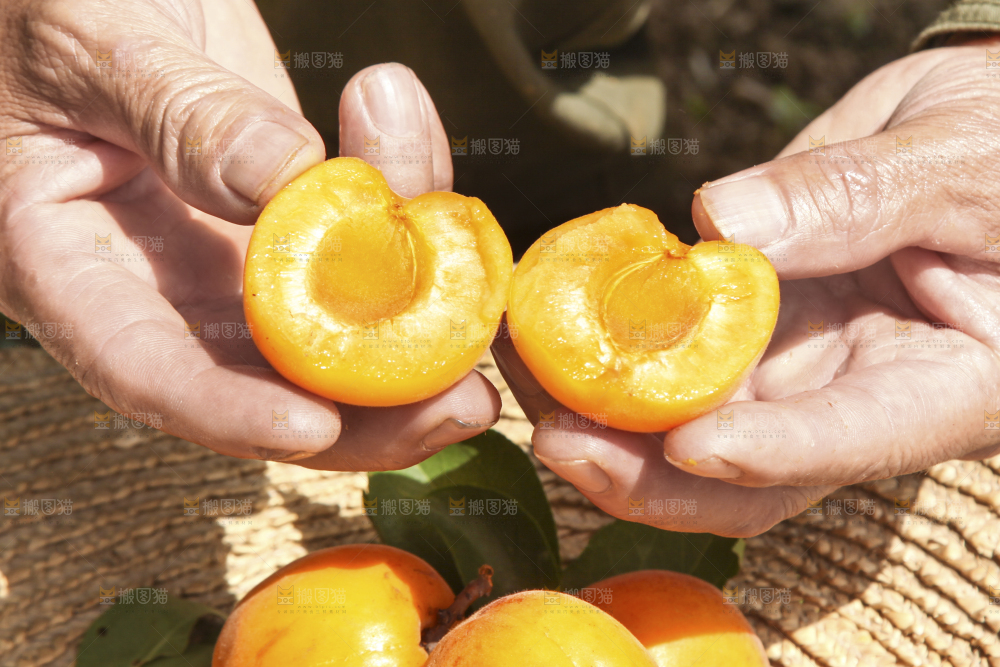 手拿着掰开的黄杏